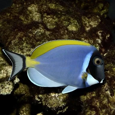 Acanthurus Leucosternon M
