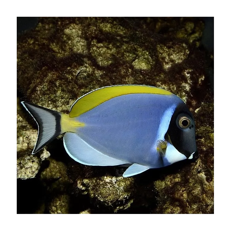 Acanthurus Leucosternon M