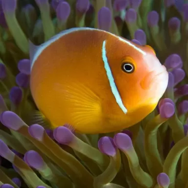 Amphiprion Perideraion