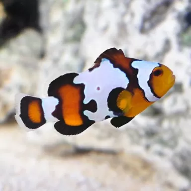Amphiprion ocellaris Black Ice