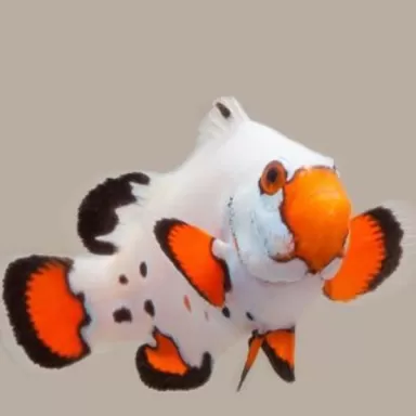 Amphiprion ocellaris frostbite