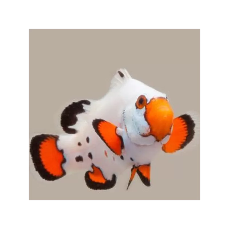 Amphiprion ocellaris frostbite