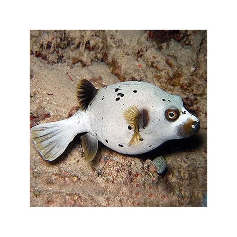 Arothron Nigropunctatus (L) 