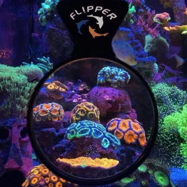 Flipper DeepSee Viewer 4