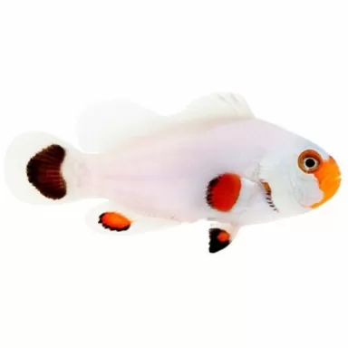Amphiprion Ocellaris Wyoming white