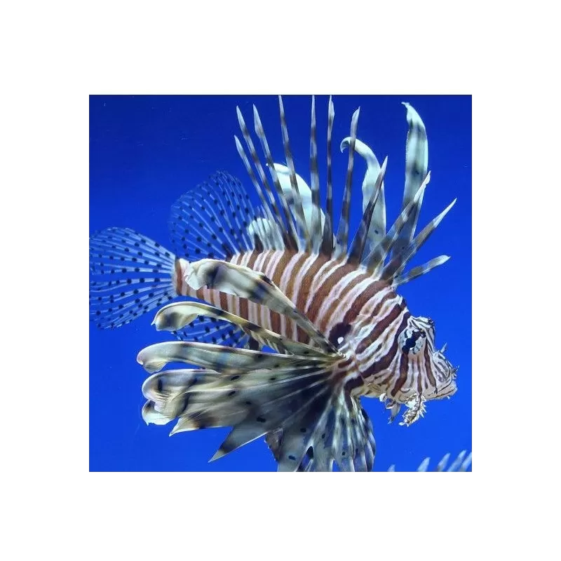 Pterois Volitans (L)