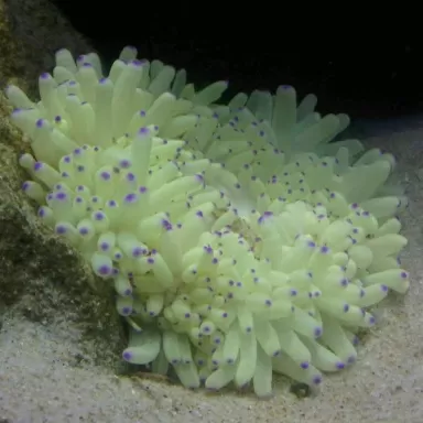 Heteractis Malu White M size Singapore