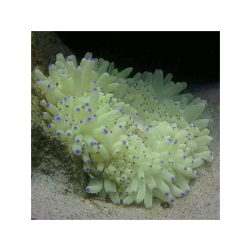 Heteractis Malu White M size Singapore