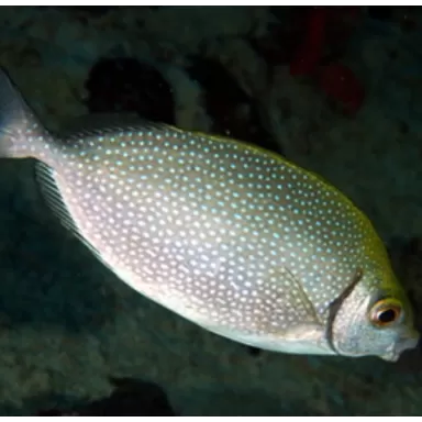 Siganus Canaliculatus (L)