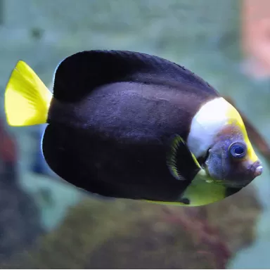 Chaetodontoplus Personifer (S)