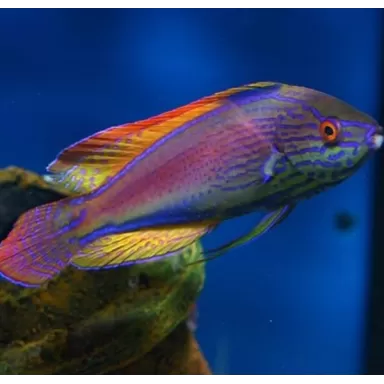 Cirrhilabrus Lineatus Female L