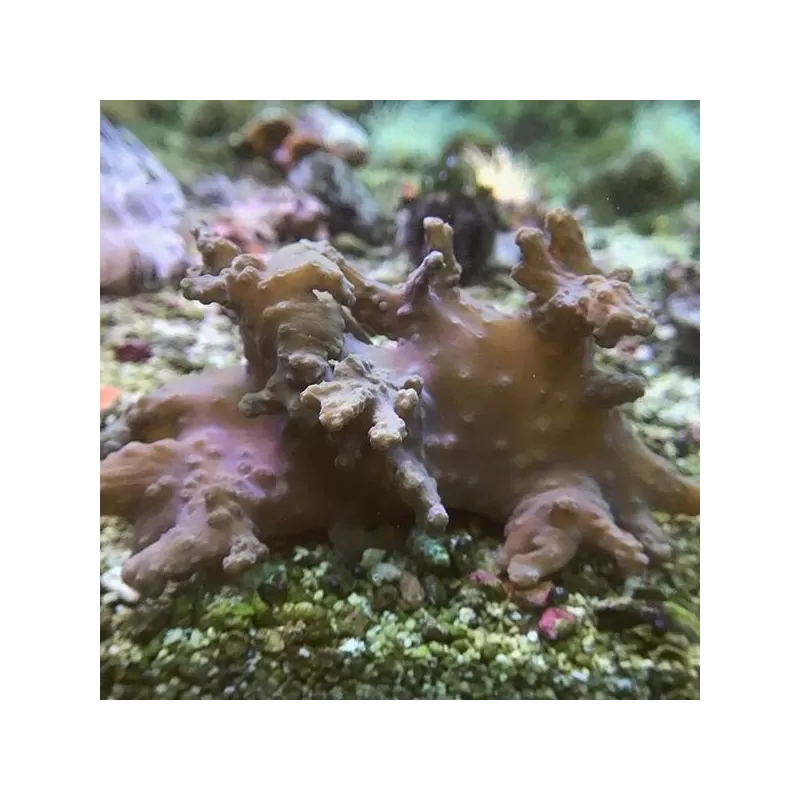 Sinularia Brassica (M)