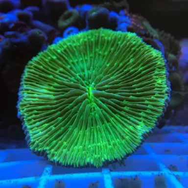 Cycloseris spp Premium (M)