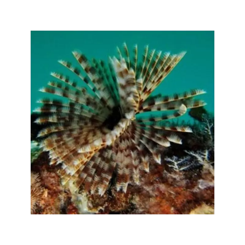 Sabellastarte sp Soft Tube Worm