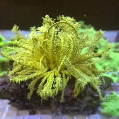 Comanthus sp. Green/Yellow (L)