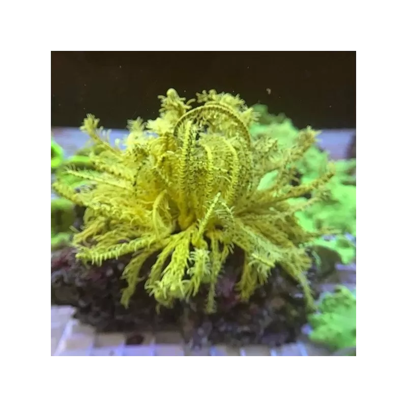 Comanthus sp. Green/Yellow (M)