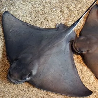 Myliobatis Californica M