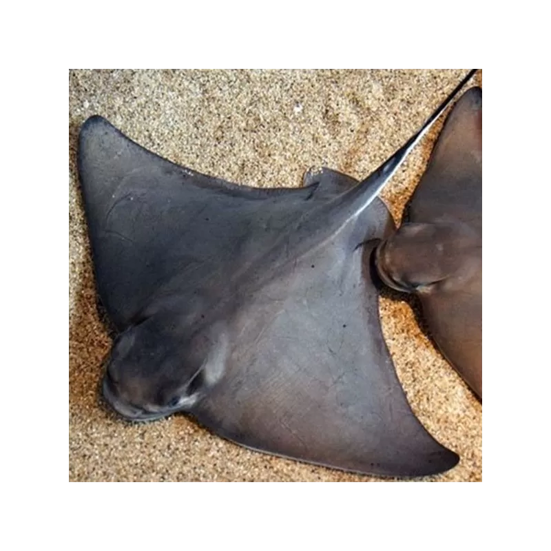 Myliobatis Californica M