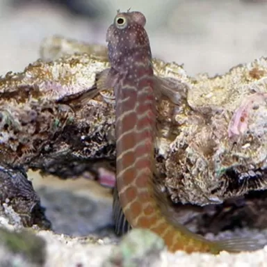 Salarias Segmentatus