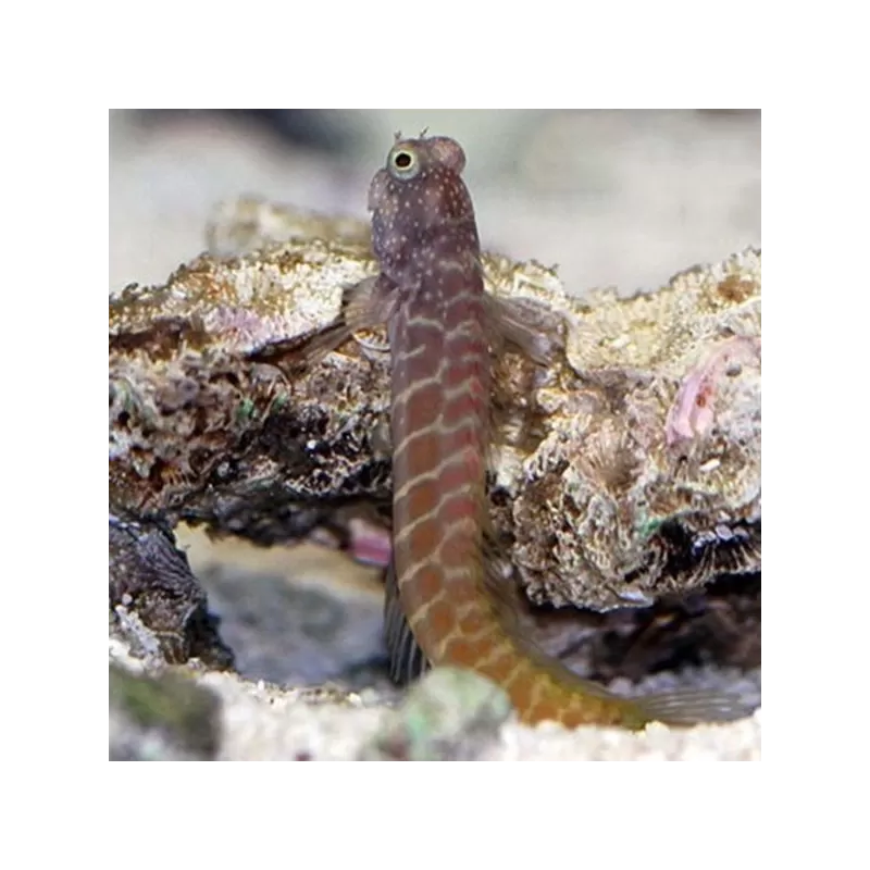 Salarias Segmentatus