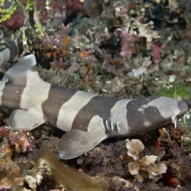 Chiloscyllium Punctatum (L)