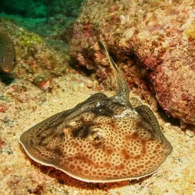 Urolophus Halleri (M)