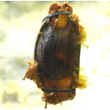 Chiloscyllium Punctatum Egg