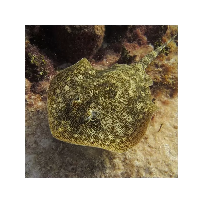 Urobatis Jamaicensis M