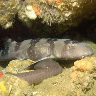 Chiloscyllium Plagiosum L