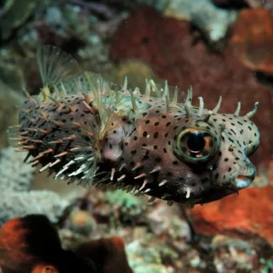 Chilomycterus Antennatus M