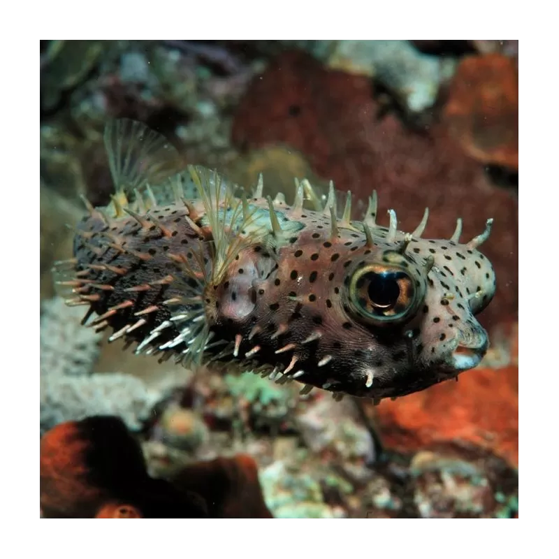 Chilomycterus Antennatus M