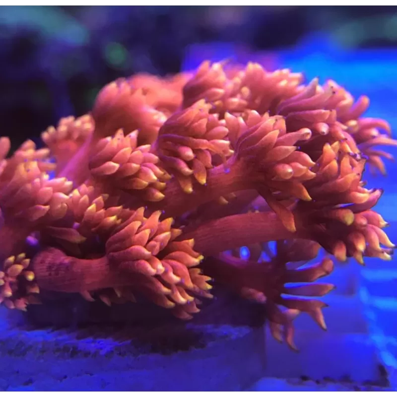 Goniopora sp Australie Red (M)