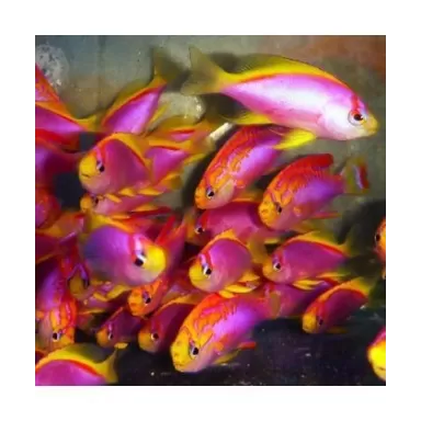 Pseudanthias Ventralis