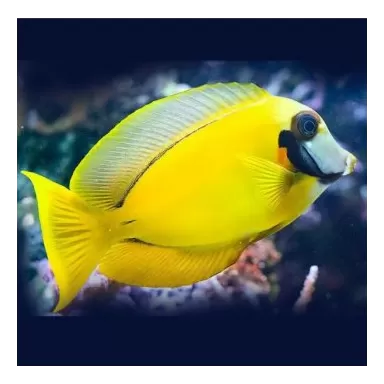 acanthurus pyroferus M YELLOW