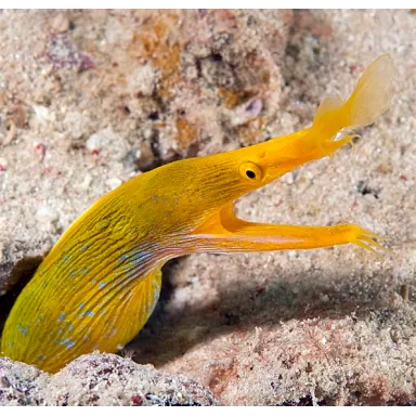 Rhinomuraena Quaesita Yellow 