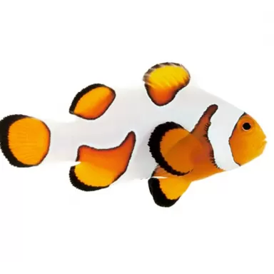 Amphiprion Ocellaris Gladiator