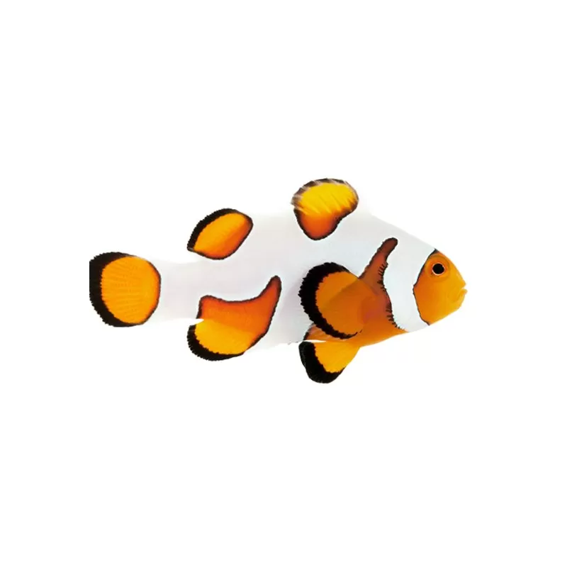 Amphiprion Ocellaris Gladiator
