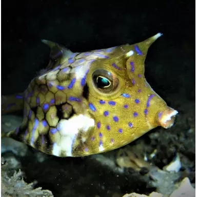 Lactoria Fornasini (M)