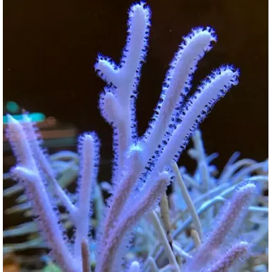 Euplexaura Gorgonia White Singapore (L)
