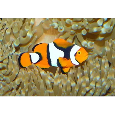 Amphiprion Percula M