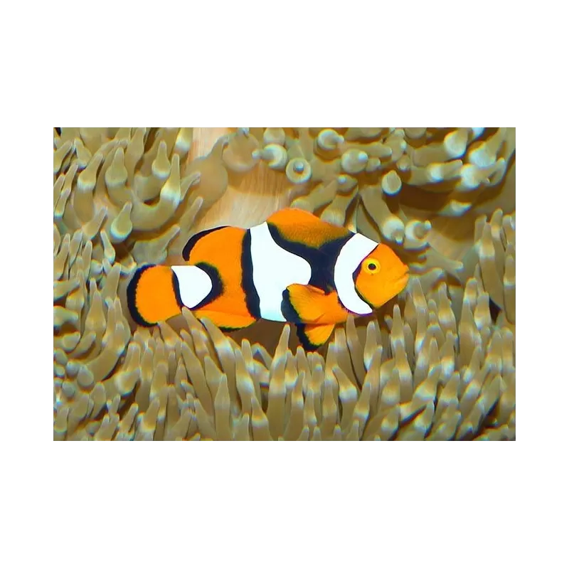 Amphiprion Percula M