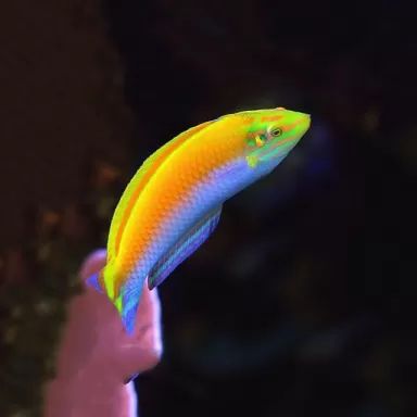 Halichoeres Trispilus S M