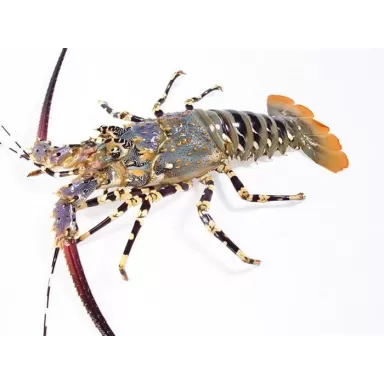 Panulirus Ornatus (M)