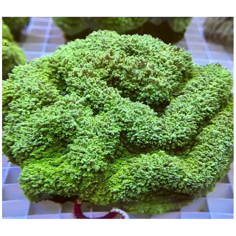 Lobophyllia Corymbosa (XL)