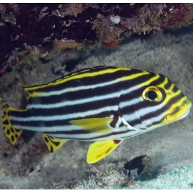 plectorhinchus pictus 7 12 cm