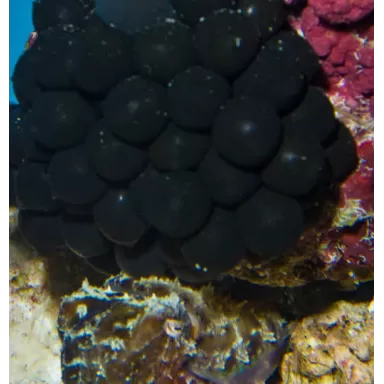 Sepia Bandensis Eggs per bunch