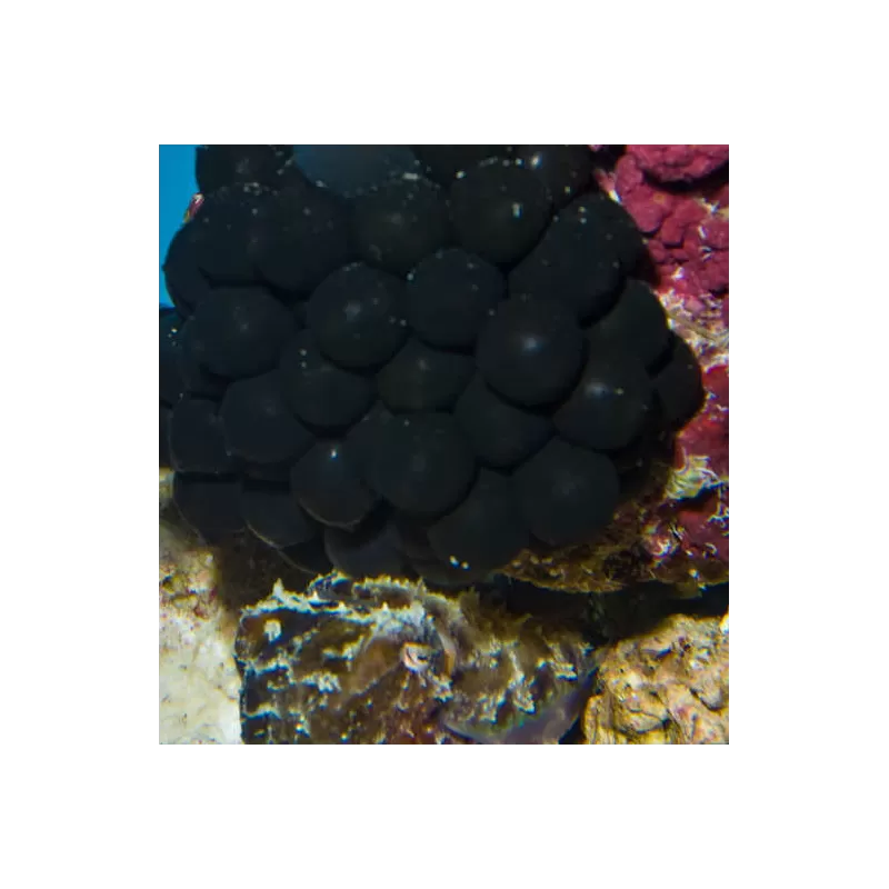 Sepia Bandensis Eggs per bunch Sepia Bandensis Eggs per bunch