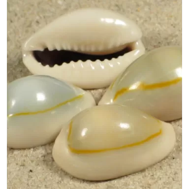 Cypraea Annulus