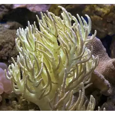 Sinularia Flexibilis (L) Singapore