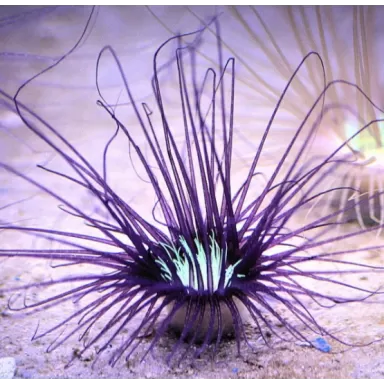 Cerianthus membranaceus purple